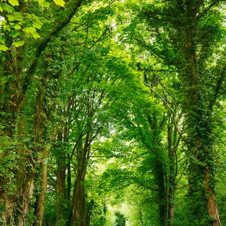 Summer green trees wallpaper