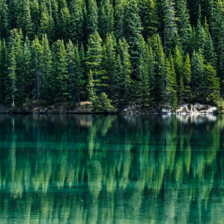 Green tree 4k wallpaper