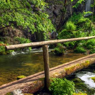 Green tree 4k wallpaper