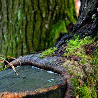 Green tree 4k wallpaper