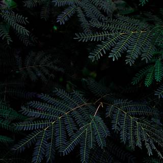 Green tree 4k wallpaper