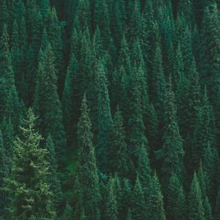 Green tree 4k wallpaper