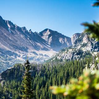 Green tree 4k wallpaper