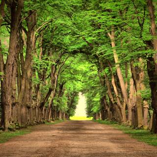 Green tree 4k wallpaper