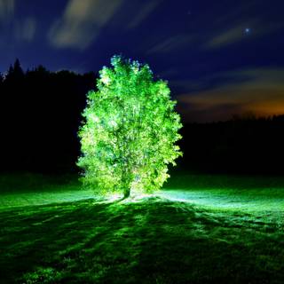 Green tree 4k wallpaper