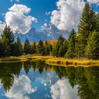 Green tree 4k wallpaper