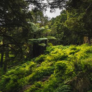 Green tree 4k wallpaper