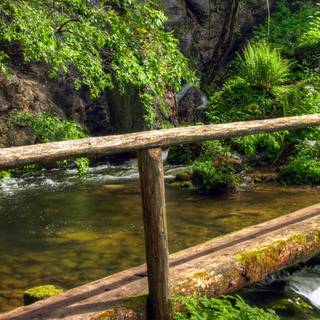 Green tree 4k wallpaper