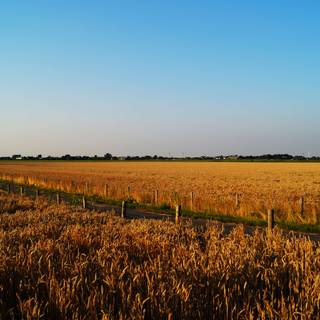 Summer farmland wallpaper