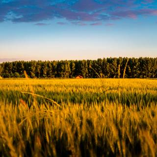 Summer farmland wallpaper