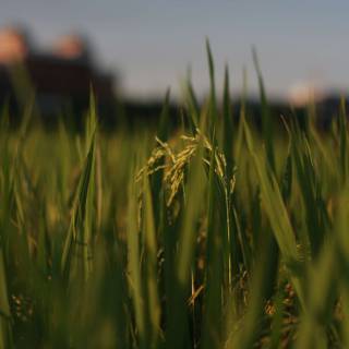 Summer farmland wallpaper