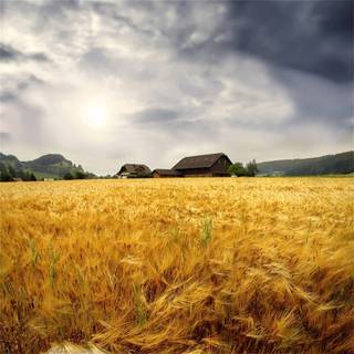 Summer farmland wallpaper