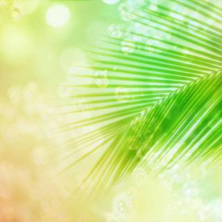 Shiny summer wallpaper