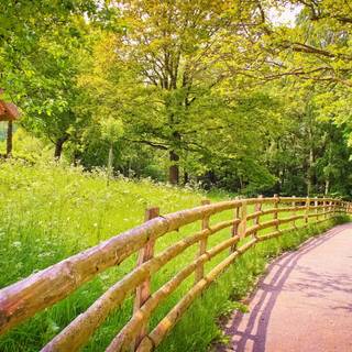 4k summer nature wallpaper