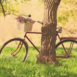 Bike summer wallpaper