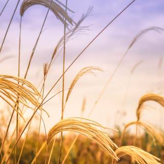 Summer farmland wallpaper