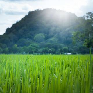 Summer farmland wallpaper
