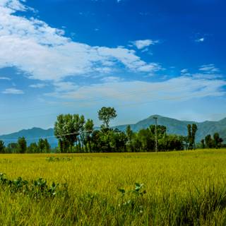 Summer farmland wallpaper