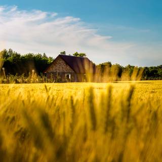 Summer farmland wallpaper