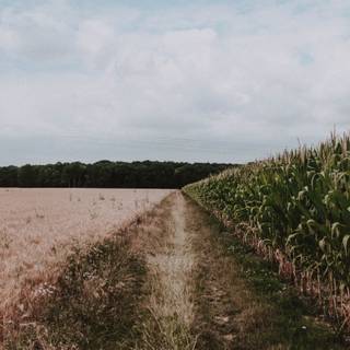 Summer farmland wallpaper