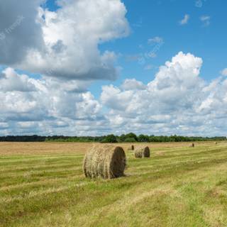 Summer farmland wallpaper