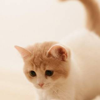 iPhone cat wallpaper