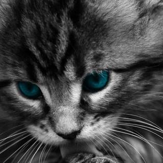 iPhone cat wallpaper