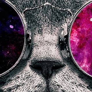 iPhone cat wallpaper