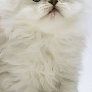 iPhone cat wallpaper