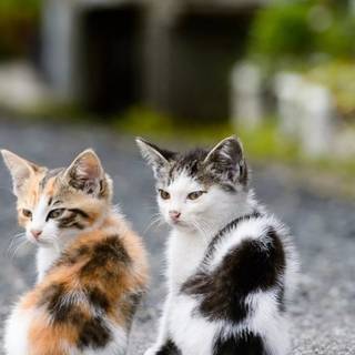 iPhone cat wallpaper