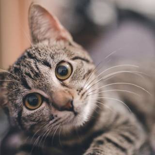 iPhone cat wallpaper