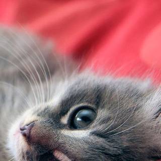 iPhone cat wallpaper