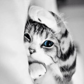 iPhone cat wallpaper