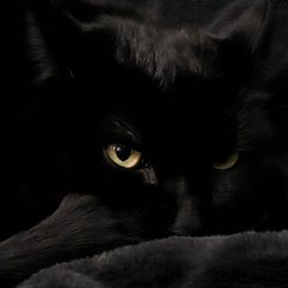 iPhone cat wallpaper
