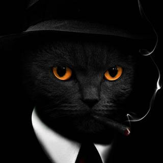 iPhone cat wallpaper