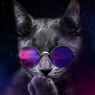 iPhone cat wallpaper