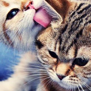 iPhone cat wallpaper