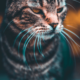 iPhone cat wallpaper