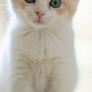 iPhone cat wallpaper