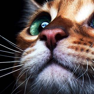 iPhone cat wallpaper