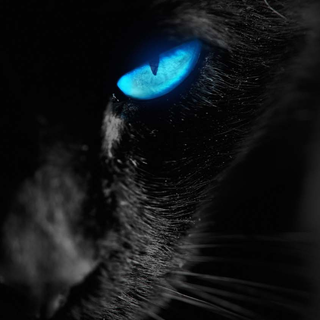 iPhone cat wallpaper