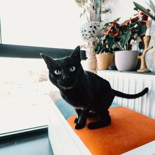 iPhone cat wallpaper