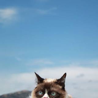 iPhone cat wallpaper