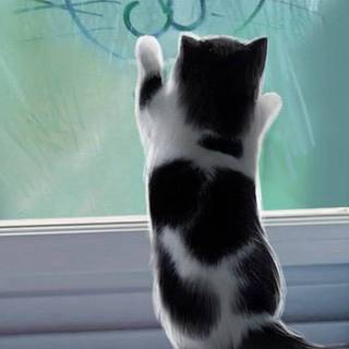 iPhone cat wallpaper