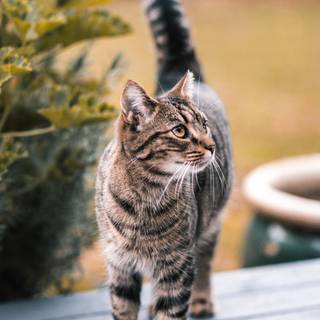 iPhone cat wallpaper