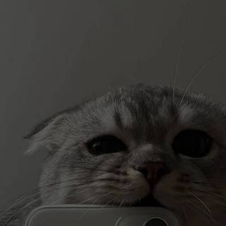 iPhone cat wallpaper