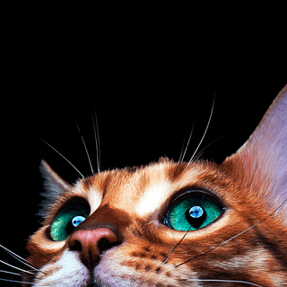 iPhone cat wallpaper