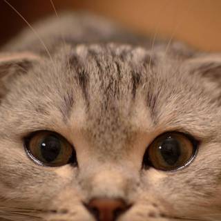 iPhone cat wallpaper