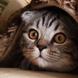 iPhone cat wallpaper