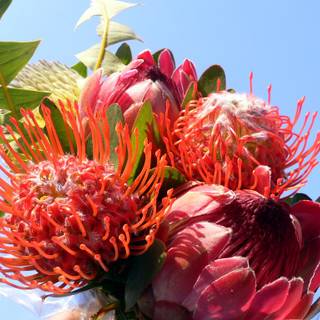 South Africa flowers wallpaper